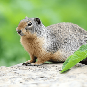 critter moving into home during the winter