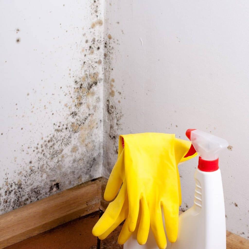 mold growth from bad air quality in apartment
