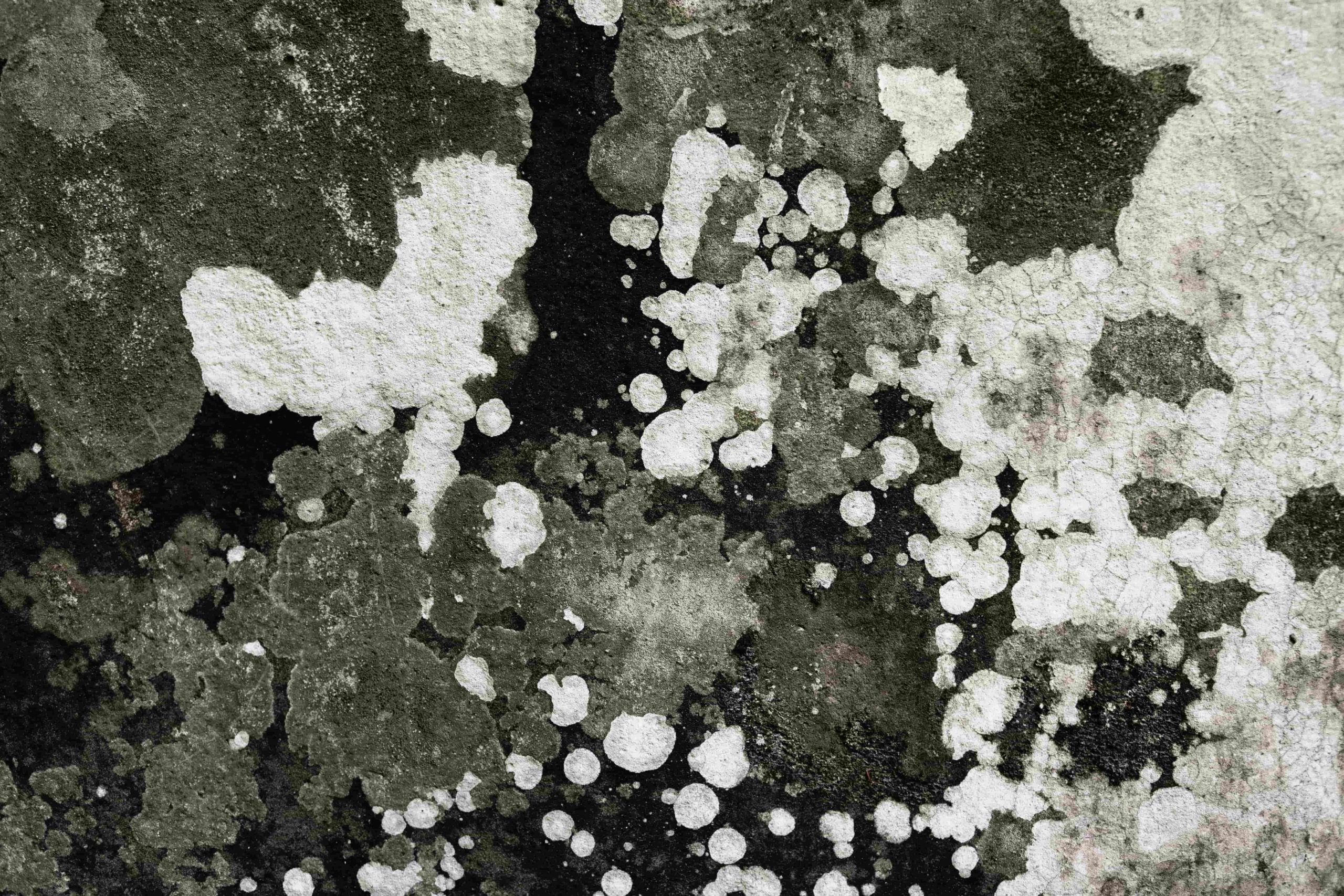 mold growing 