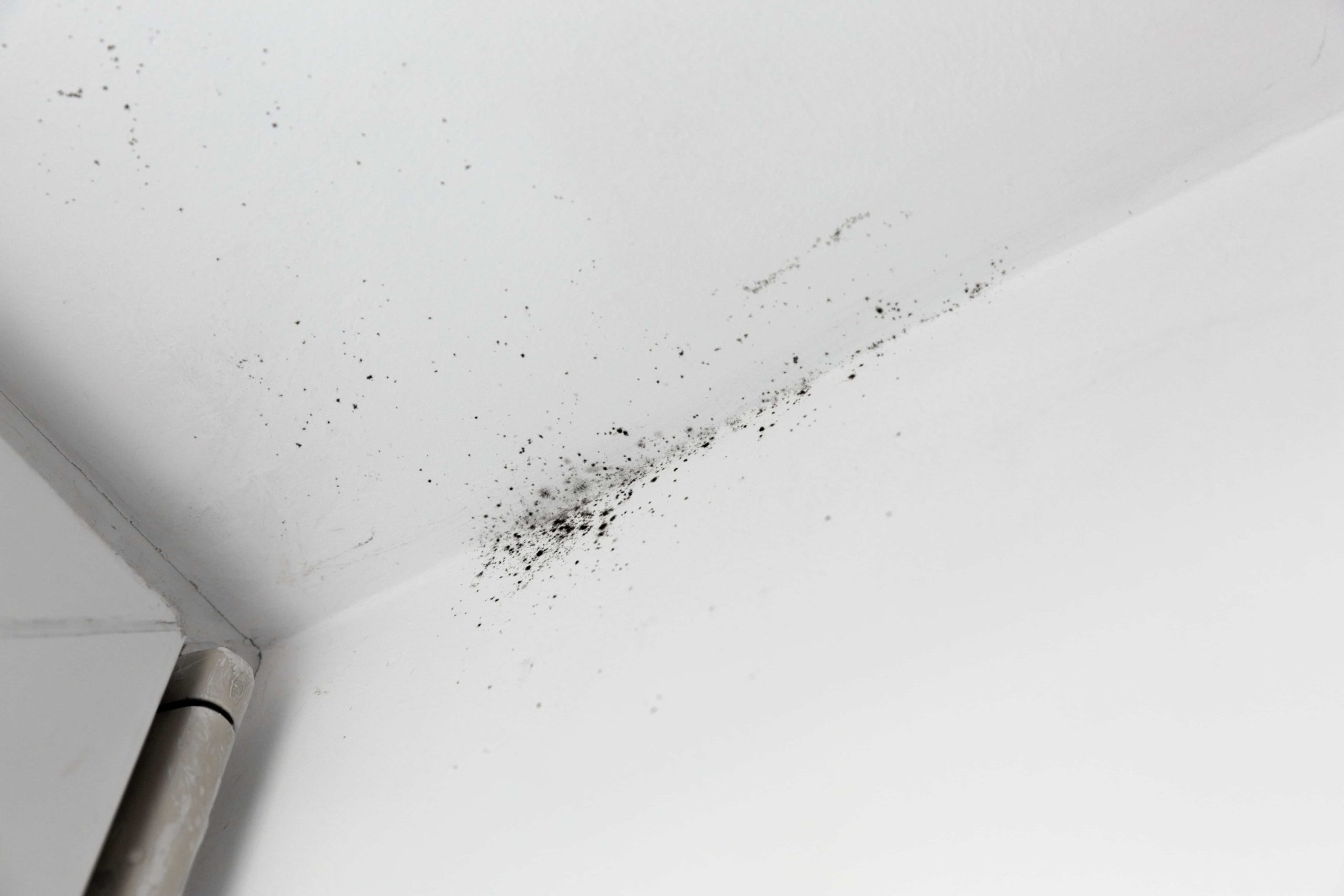 mold growing in home