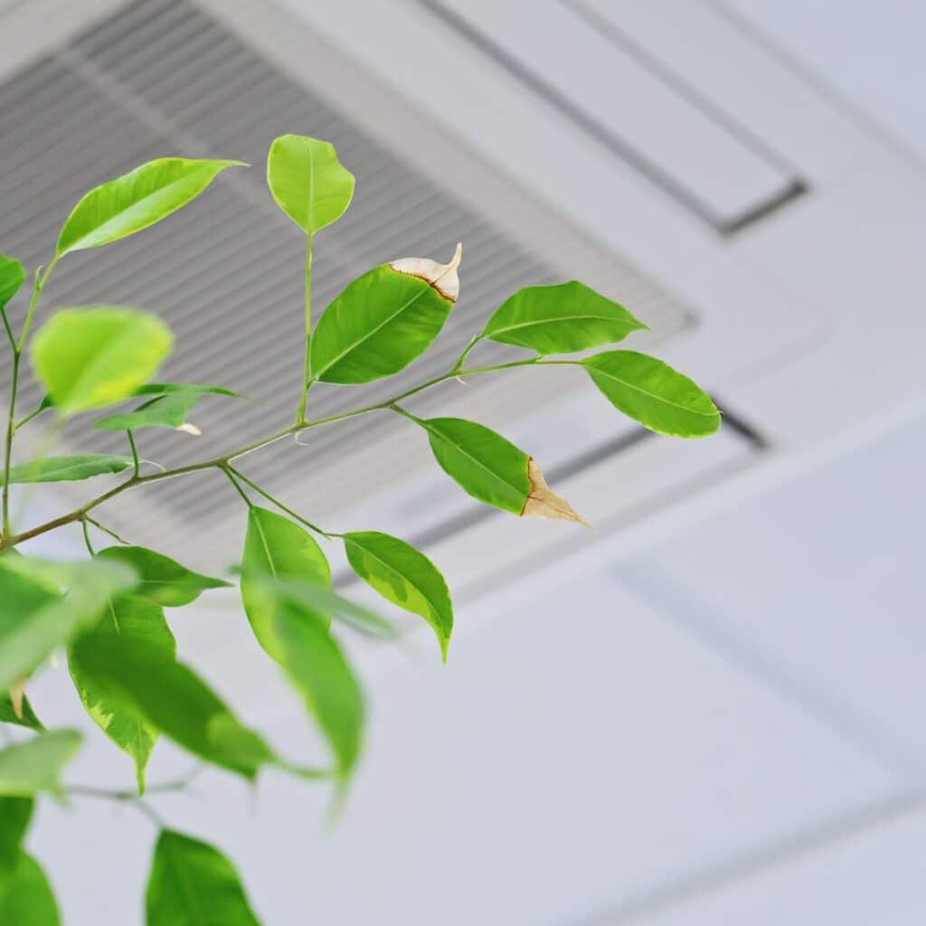 spider plant being used to improve indoor air quality in a home